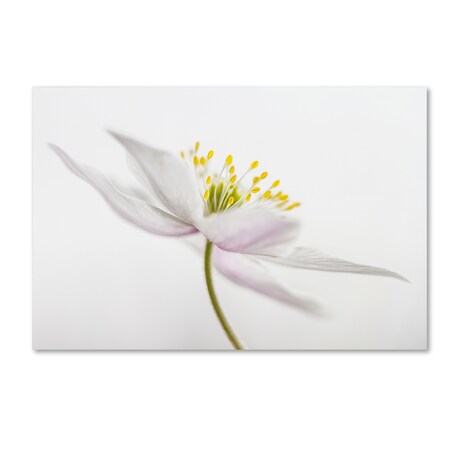 Trademark Fine Art Mandy Disher 'Nemorosa' Canvas Art, 22x32 1X03122-C2232GG